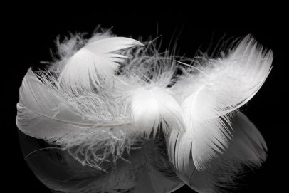 Plumes d'oie blanches